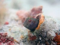 Seaweed Blenny, the fring on his head is bioluminescent, he is living in a bottle all covered with coral.